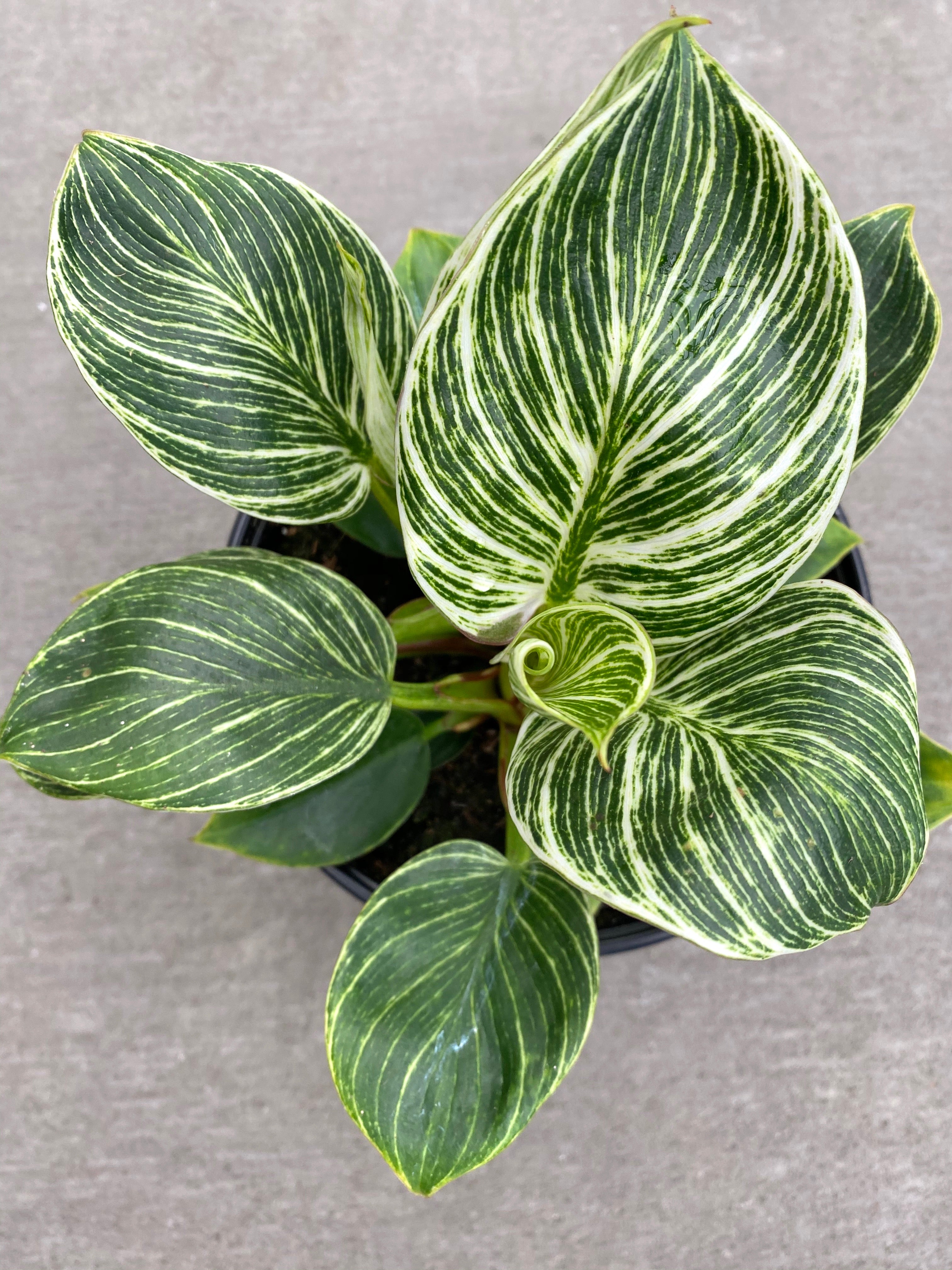 Philodendron Birkin 6"